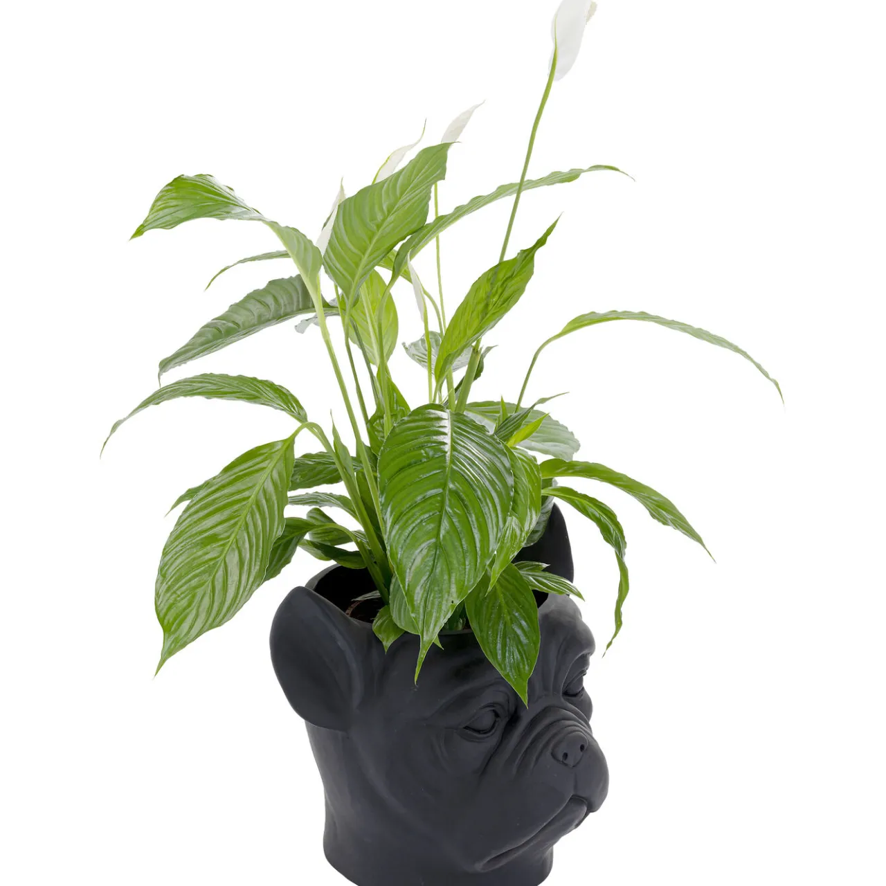 KARE Design Cachepot Décoratif Bulldog Noir Online
