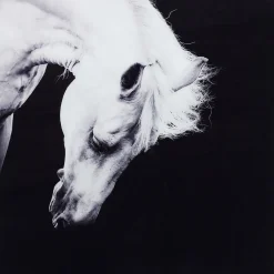 KARE Design Tableau Frame Alu Proud Horse 100X100Cm Hot